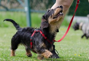 long haired dachshund weiner dog puppy on red leash and red harness walking looking up at dog walker dog owner