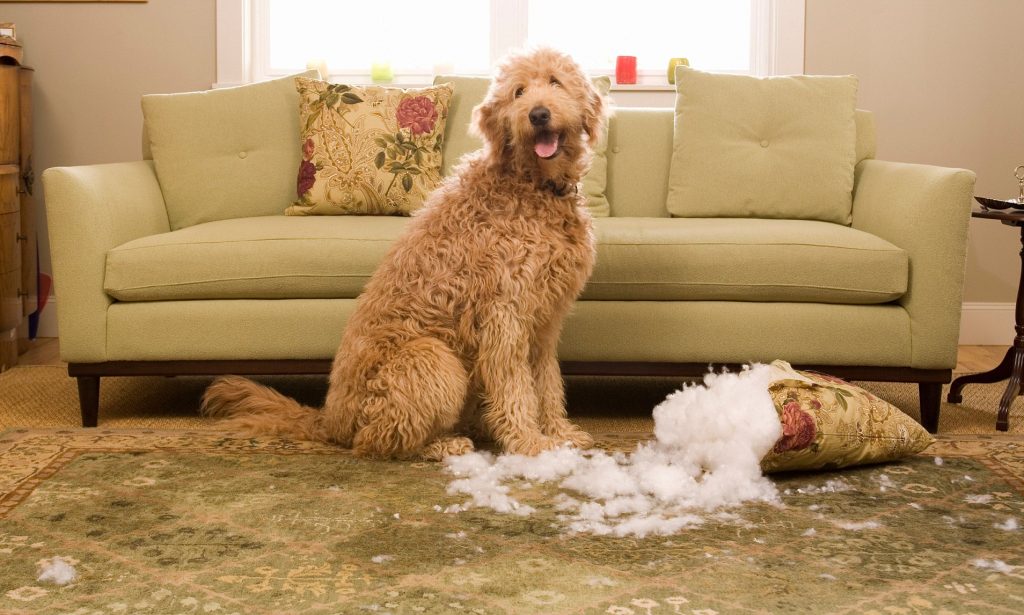 Golden Doodle Dog Chewing Up Sofa Cushion