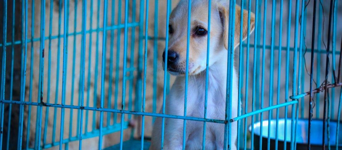 labrador retriever puppy sitting in blue wire crate